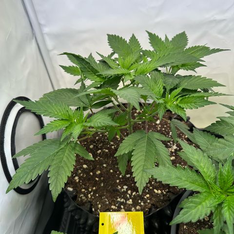 Animal Cookies growlog timeline photo