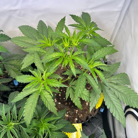 Orange Bud 2.0 growlog timeline photo