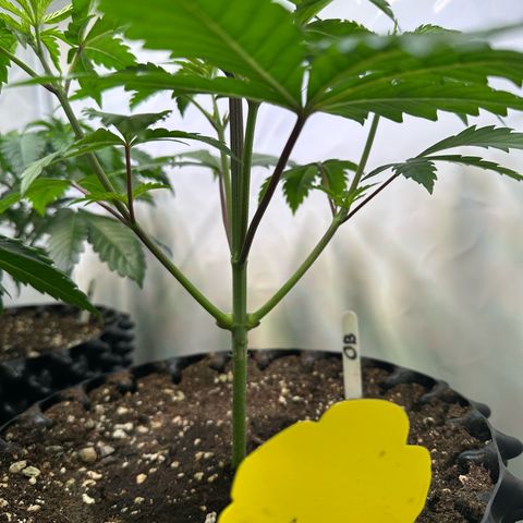 Orange Bud 2.0 growlog timeline photo
