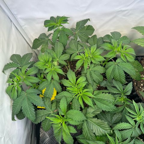 RS11 growlog timeline photo
