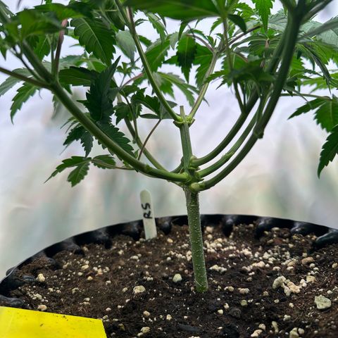 RS11 growlog timeline photo