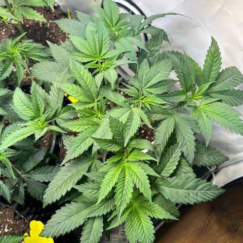 Animal Cookies growlog timeline photo