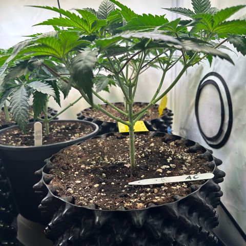Animal Cookies growlog timeline photo