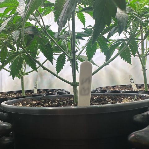 Blue Zushi growlog timeline photo