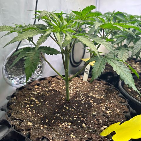 Blue Zushi growlog timeline photo