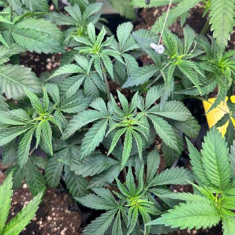 Blue Zushi growlog timeline photo