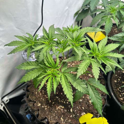 Blue Zushi growlog timeline photo