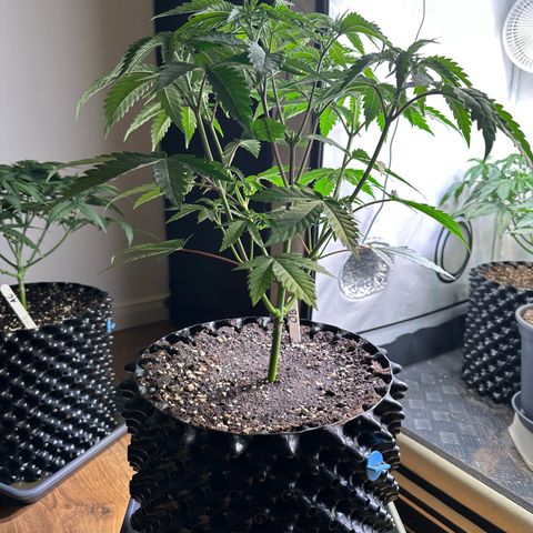 Orange Bud 2.0 growlog timeline photo