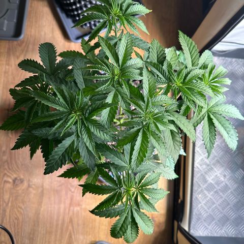 Orange Bud 2.0 growlog timeline photo