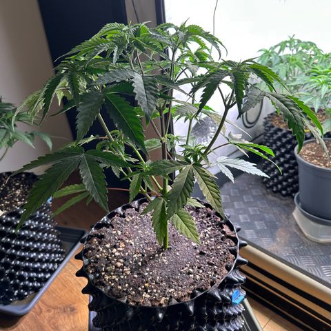 Orange Bud 2.0 growlog timeline photo