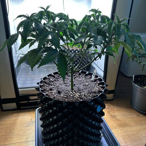 RS11 growlog timeline photo