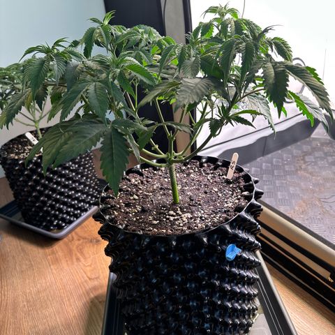 RS11 growlog timeline photo