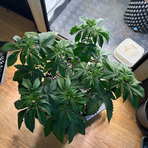 RS11 growlog timeline photo