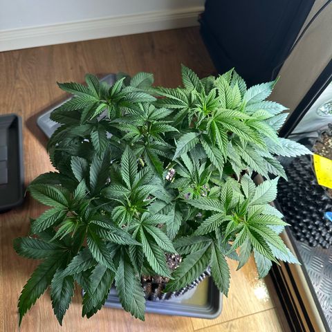 Animal Cookies growlog timeline photo