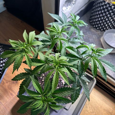 Blue Zushi growlog timeline photo