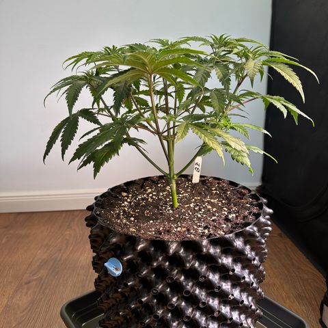 Blue Zushi growlog timeline photo