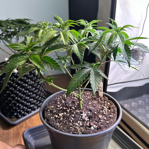 Blue Zushi growlog timeline photo