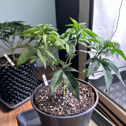 Blue Zushi growlog timeline photo