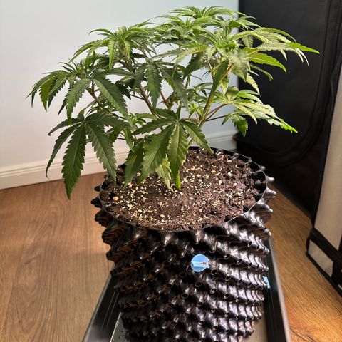 Blue Zushi growlog timeline photo