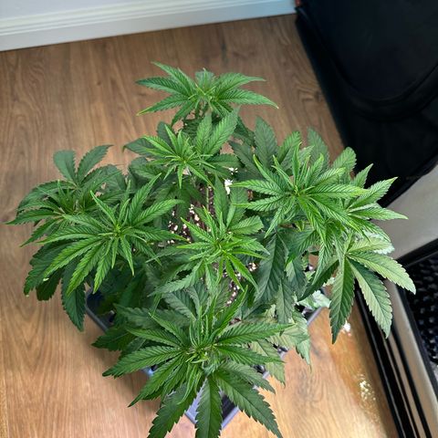 Blue Zushi growlog timeline photo