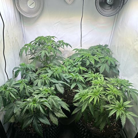 Animal Cookies growlog timeline photo