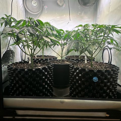 Animal Cookies growlog timeline photo