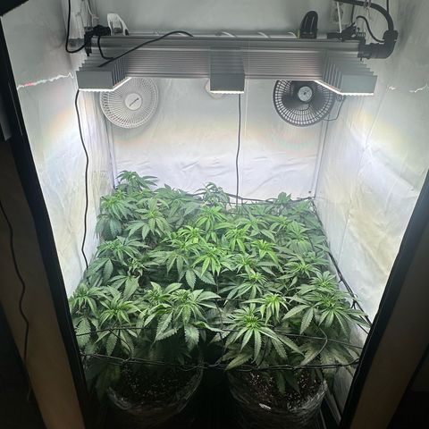 Orange Bud 2.0 growlog timeline photo
