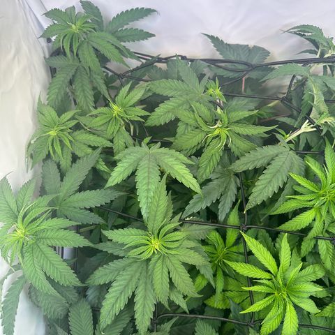 Orange Bud 2.0 growlog timeline photo