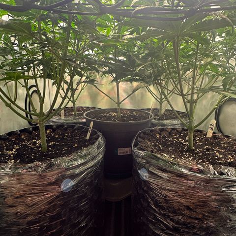 Orange Bud 2.0 growlog timeline photo