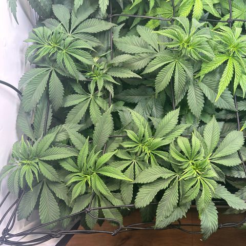 RS11 growlog timeline photo