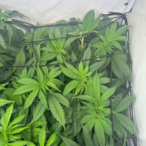 Animal Cookies growlog timeline photo