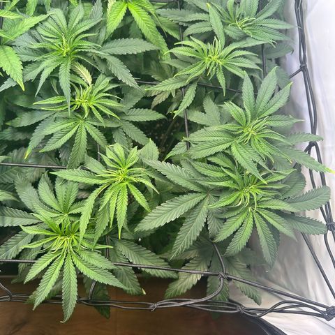 Blue Zushi growlog timeline photo