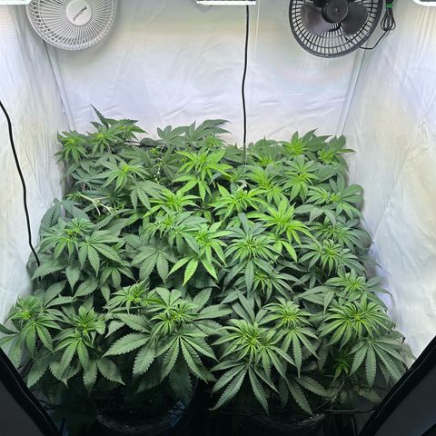 Orange Bud 2.0 growlog timeline photo