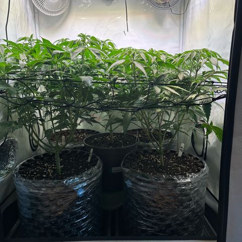 Orange Bud 2.0 growlog timeline photo