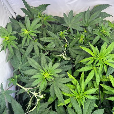 Orange Bud 2.0 growlog timeline photo