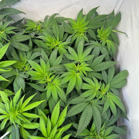 Animal Cookies growlog timeline photo