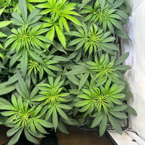 Blue Zushi growlog timeline photo