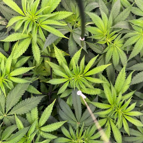 Blue Zushi growlog timeline photo