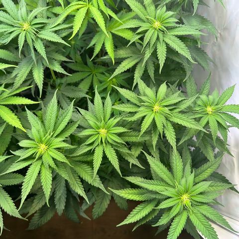 Orange Bud 2.0 growlog timeline photo