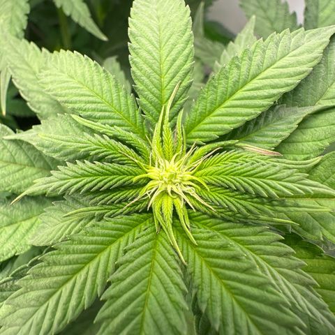Orange Bud 2.0 growlog timeline photo