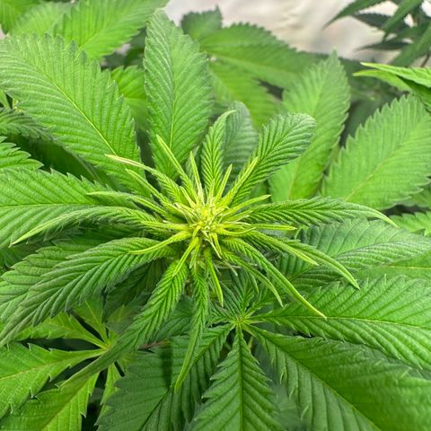 RS11 growlog timeline photo