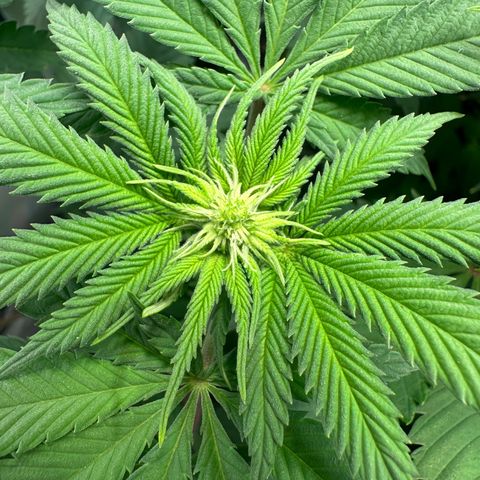 Animal Cookies growlog timeline photo