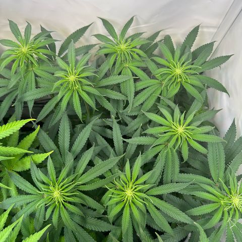 Blue Zushi growlog timeline photo