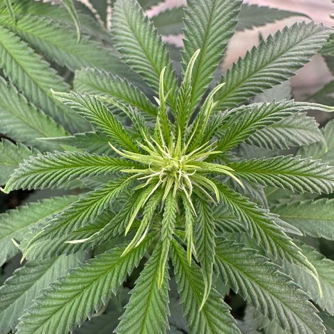 Blue Zushi growlog timeline photo