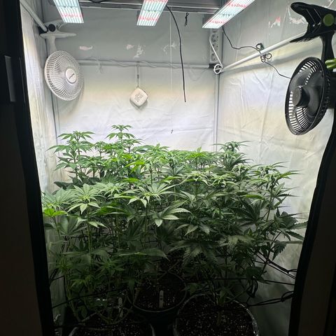 Animal Cookies growlog timeline photo