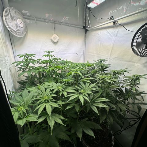Animal Cookies growlog timeline photo