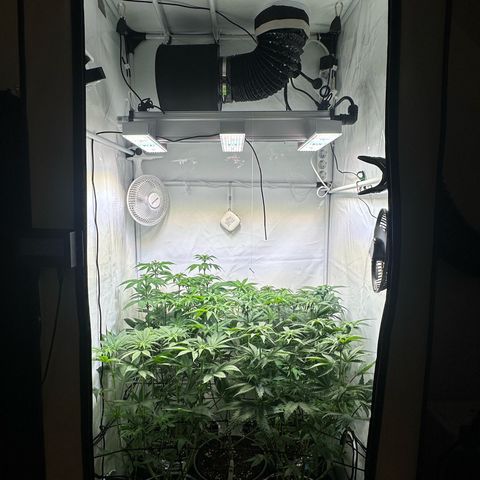 Animal Cookies growlog timeline photo