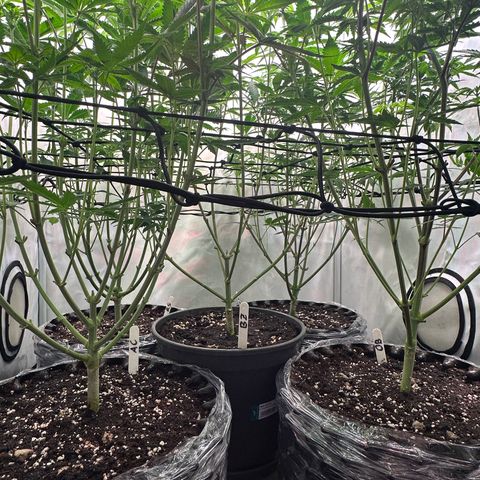 Animal Cookies growlog timeline photo
