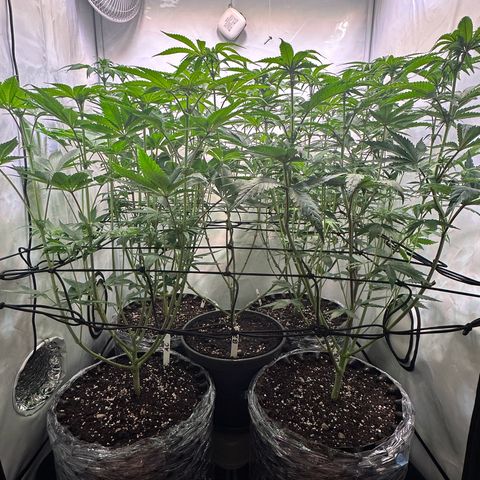 Animal Cookies growlog timeline photo
