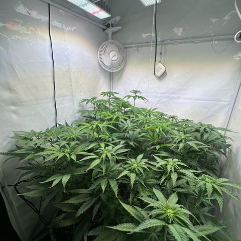 Animal Cookies growlog timeline photo